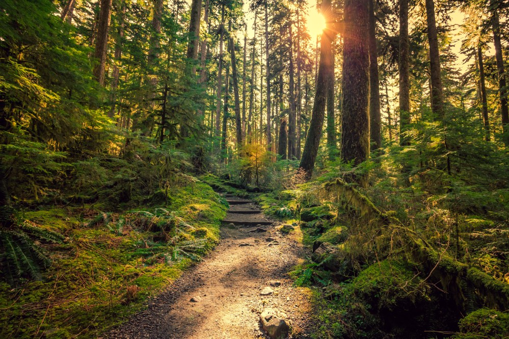 Finding the Rhythm in the Rain…Stop to Smell the Moss